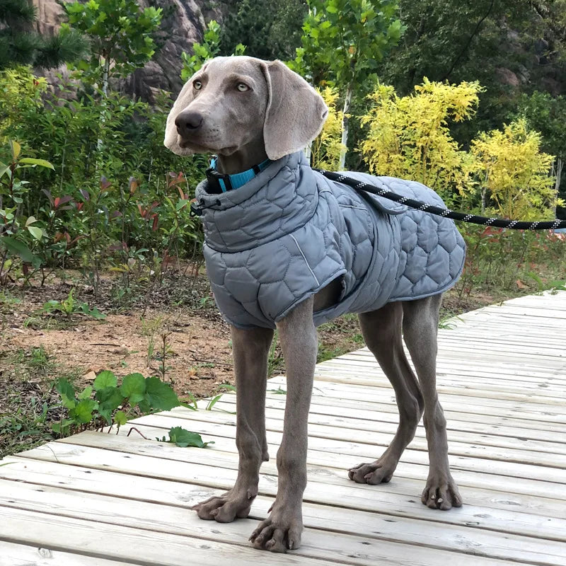 Turtleneck Reflective Jacket for your pup.