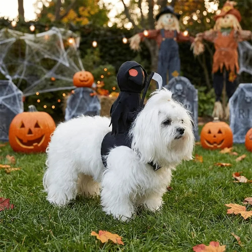 Halloween Costume for your cat. Ruby loves how mad this cat looks!