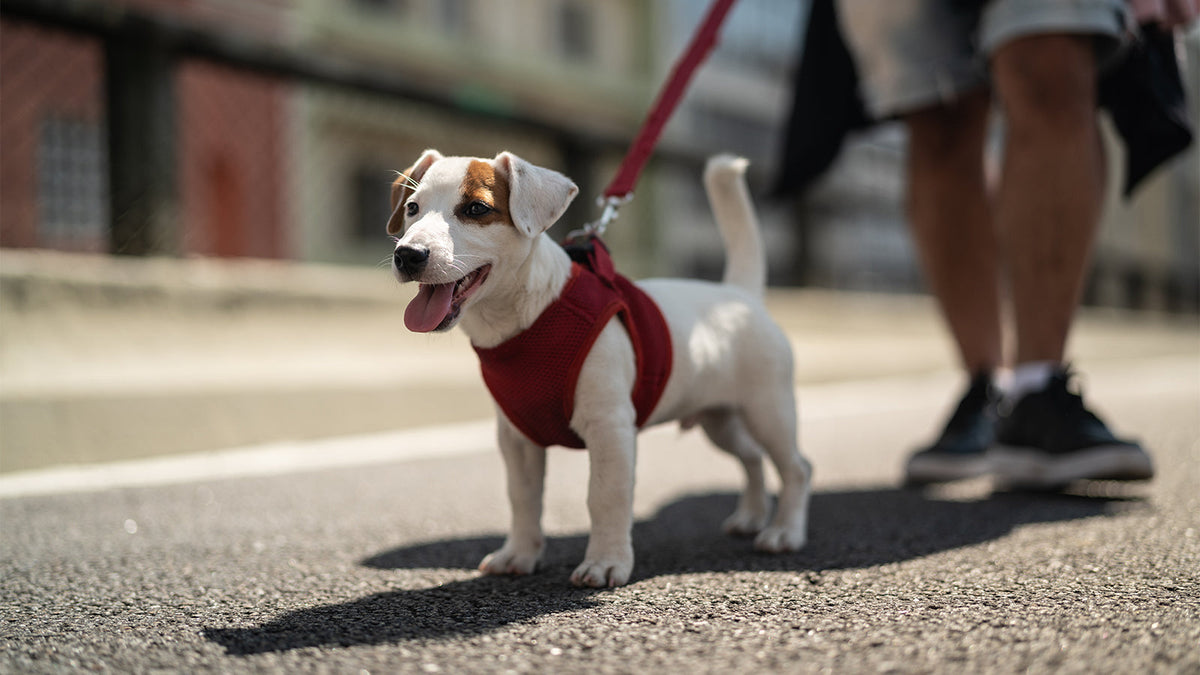 Collars & Leashes