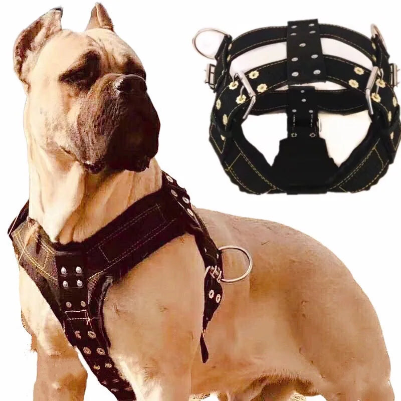 Dog Harness