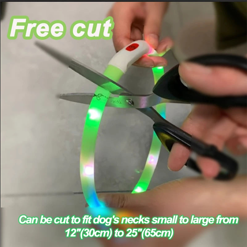 LED  USB  Rechargeable Collar for your pup.