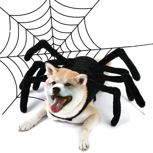 Halloween Spider for your pup.