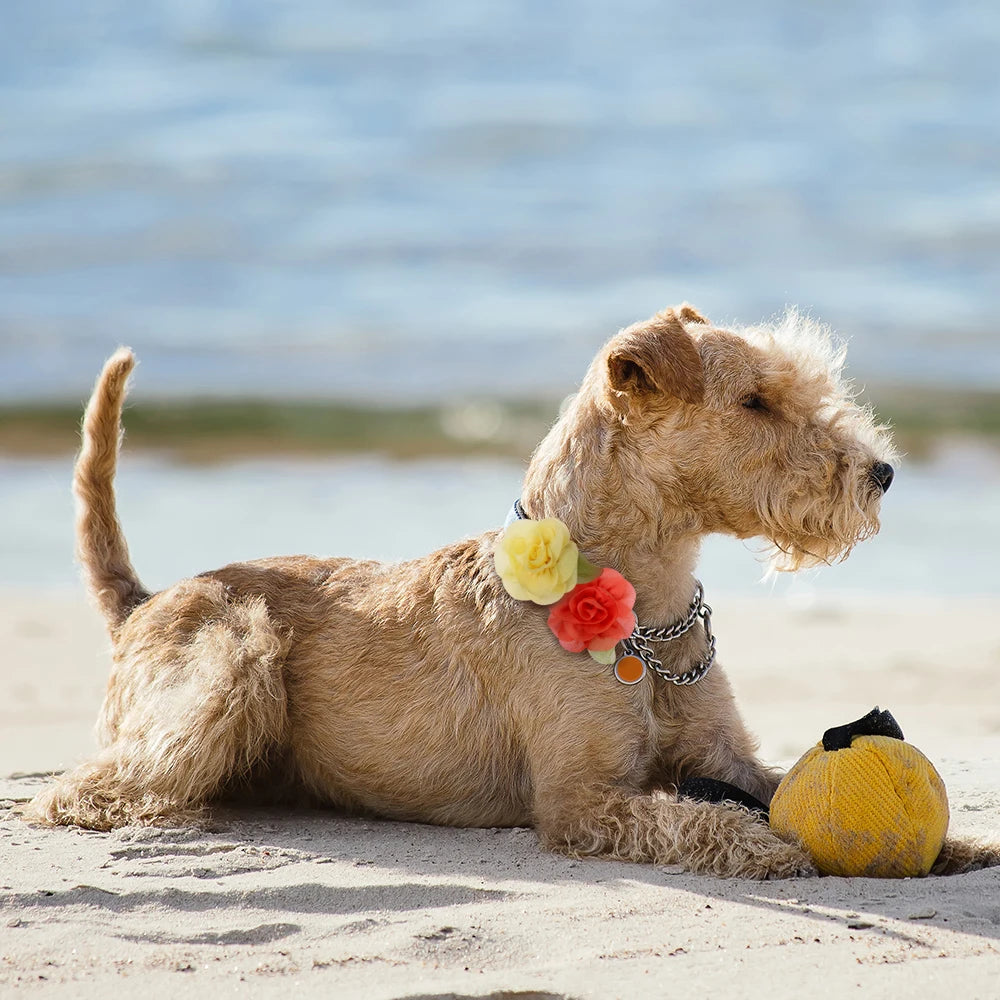 50/100 Count Slidable Collar Flower for your pup.
