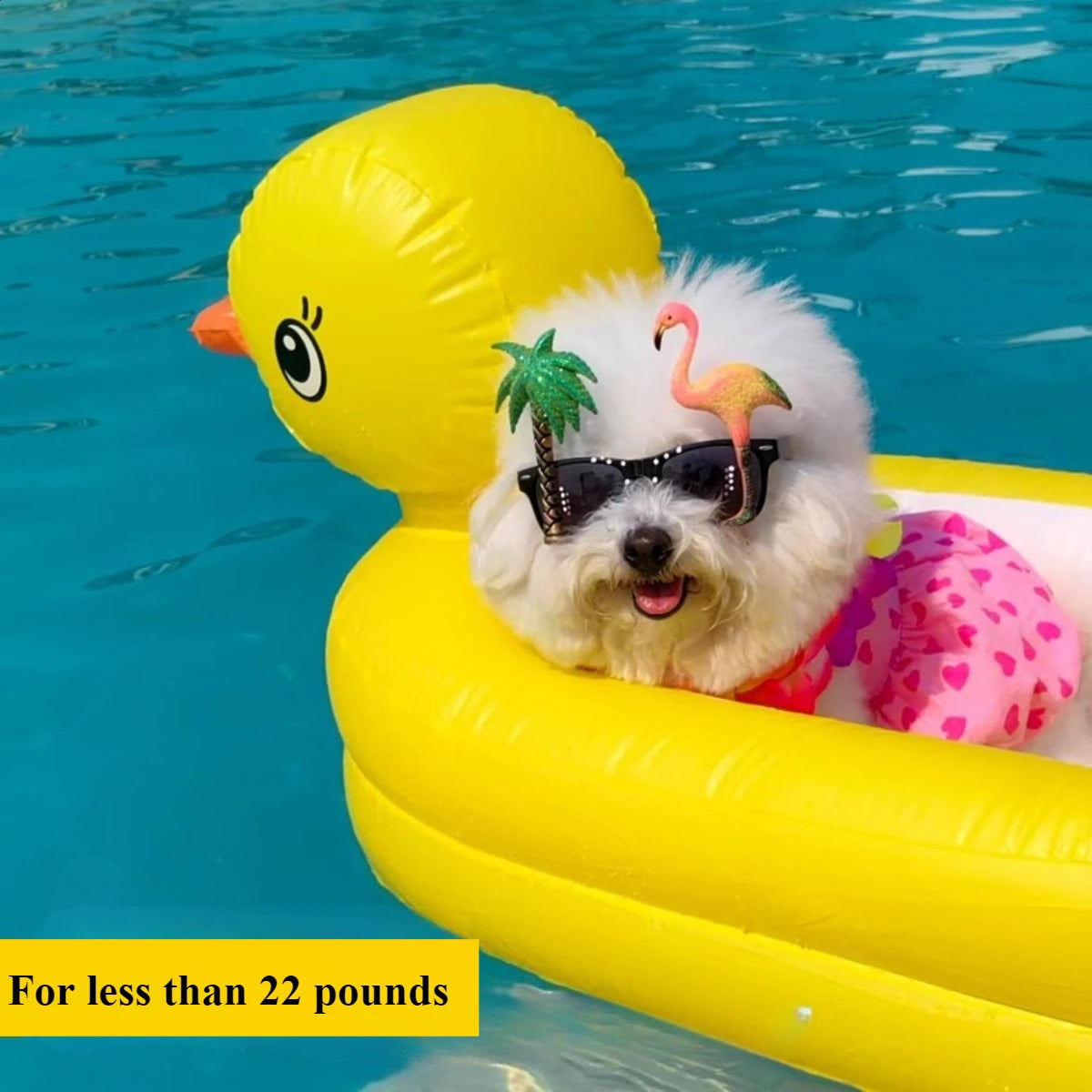 Dogs Duck or Whale Pool Float Inflatable