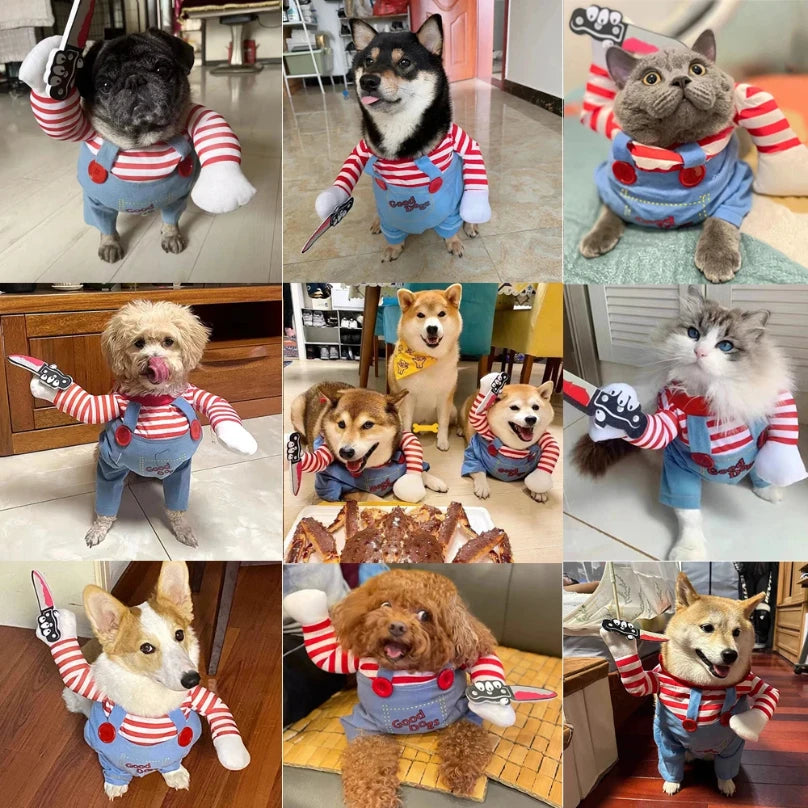 Halloween Costume your pup.