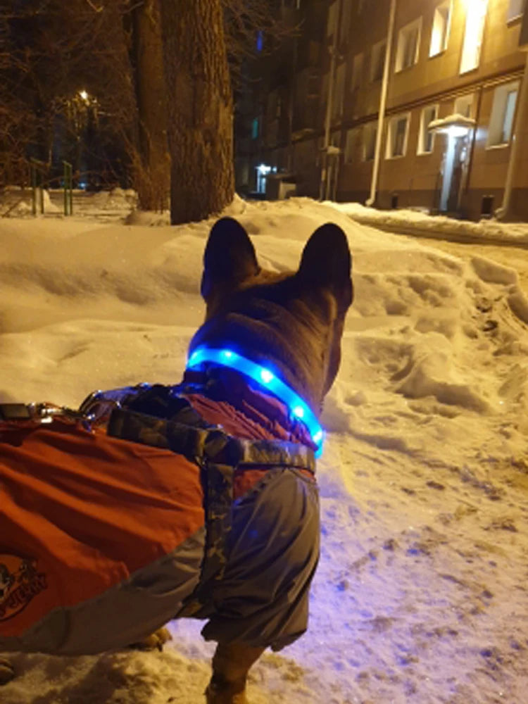 LED  USB  Rechargeable Collar for your pup.