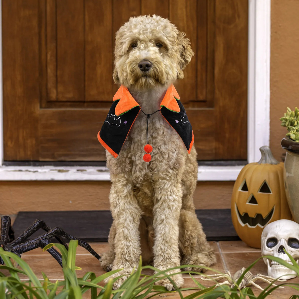 Halloween Cape for your pup.