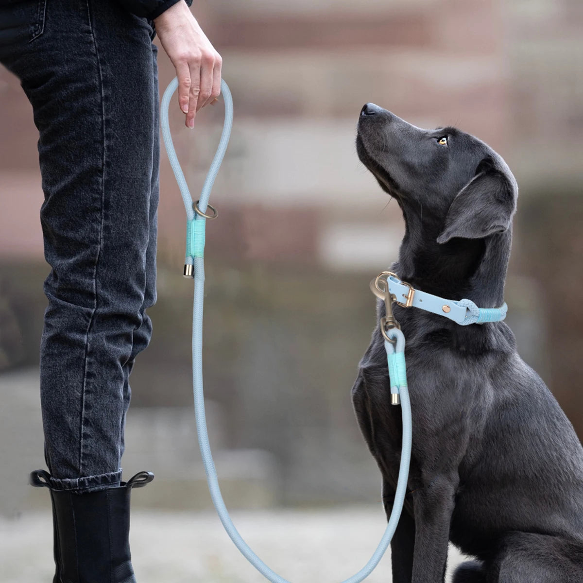 Nylon Leash