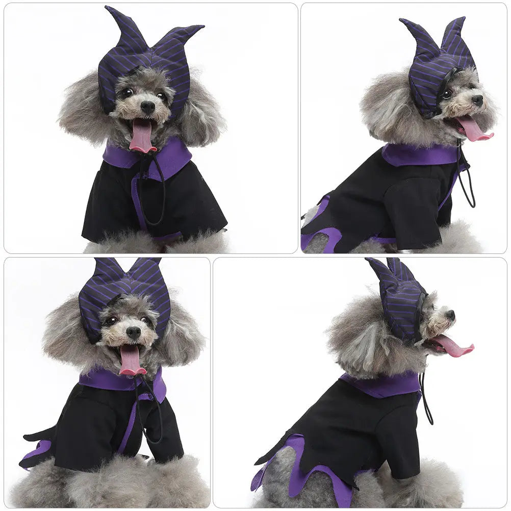 Witch Costume for your pup.